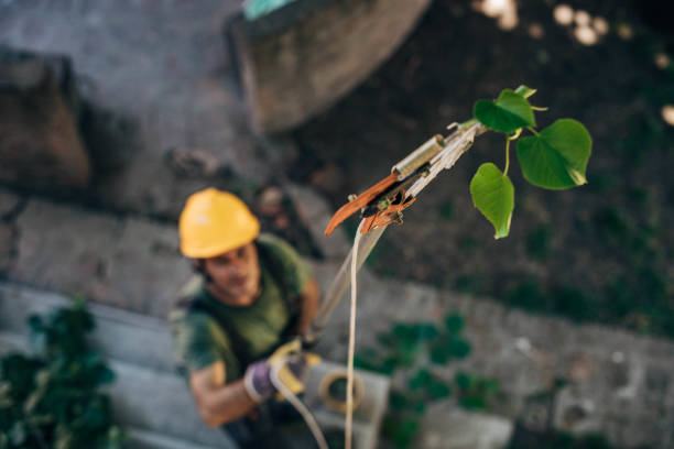 How Our Tree Care Process Works  in  Shady Shores, TX