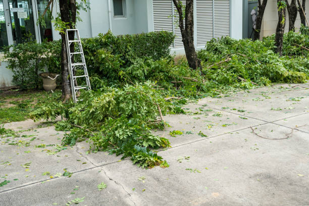 Reliable Shady Shores, TX Tree Services Solutions